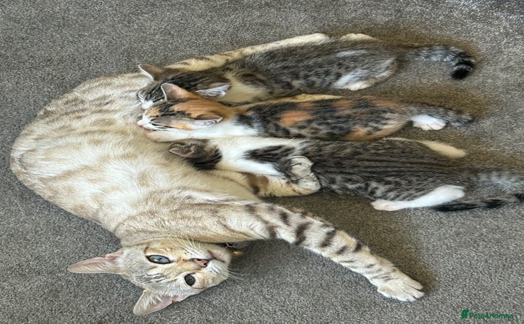 Bengal cats - Advert 14