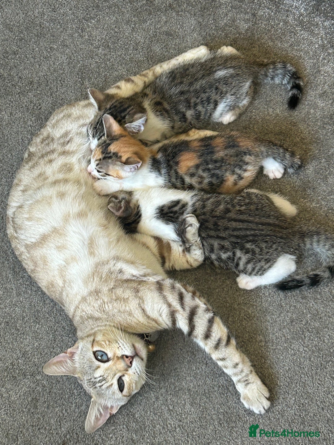 Bengal cats for sale: Bengal Calico kittens  - Image 1