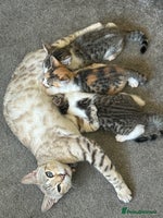 Bengal cats - Advert 12