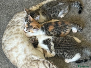 Bengal cats - Advert 4