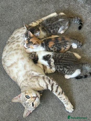 Bengal cats - Advert 4