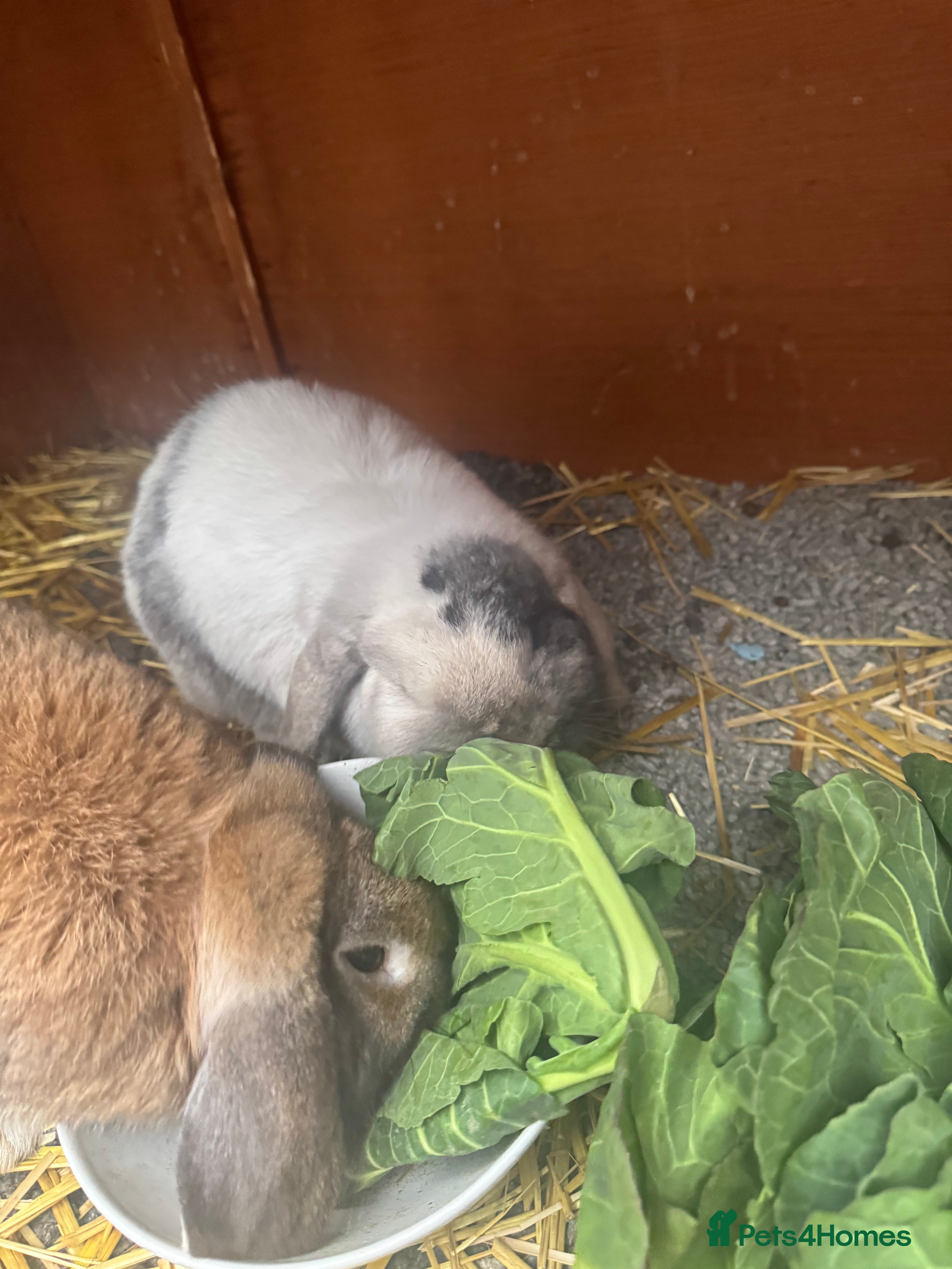 English Lop rabbits Two female bunnies  - Advert 1