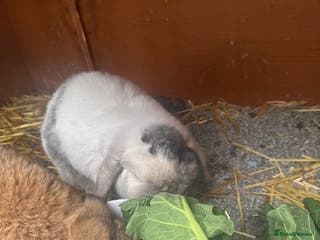 English Lop rabbits Two female bunnies - Advert 2