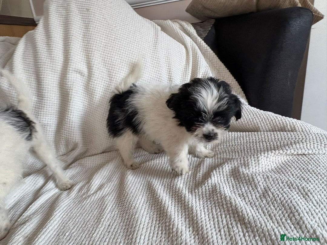 Shihpoo dogs for sale: Shitzu/Poodle  - Image 3
