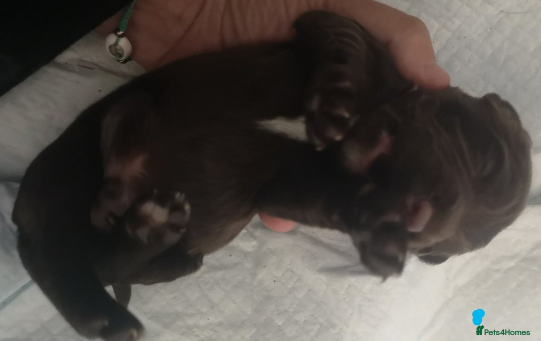 English Springer Spaniel dogs for sale: Beautiful springer Spainel pups. Ready 01/11/25 - Image 11