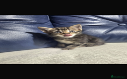 Bengal cats for sale: Adorable kittens mixed Bengal - Image 4