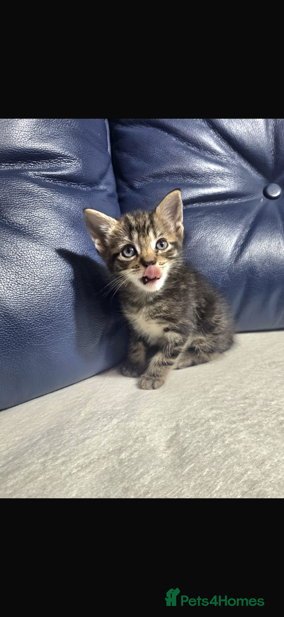 Bengal cats for sale: Adorable kittens mixed Bengal - Image 4