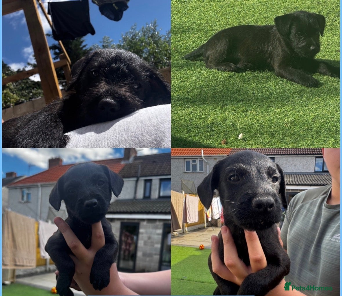 Patterdale Terrier dogs Fell terriers  - Advert 4