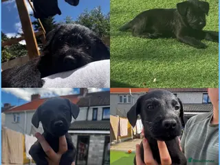 Patterdale Terrier dogs Fell terriers - Advert 4