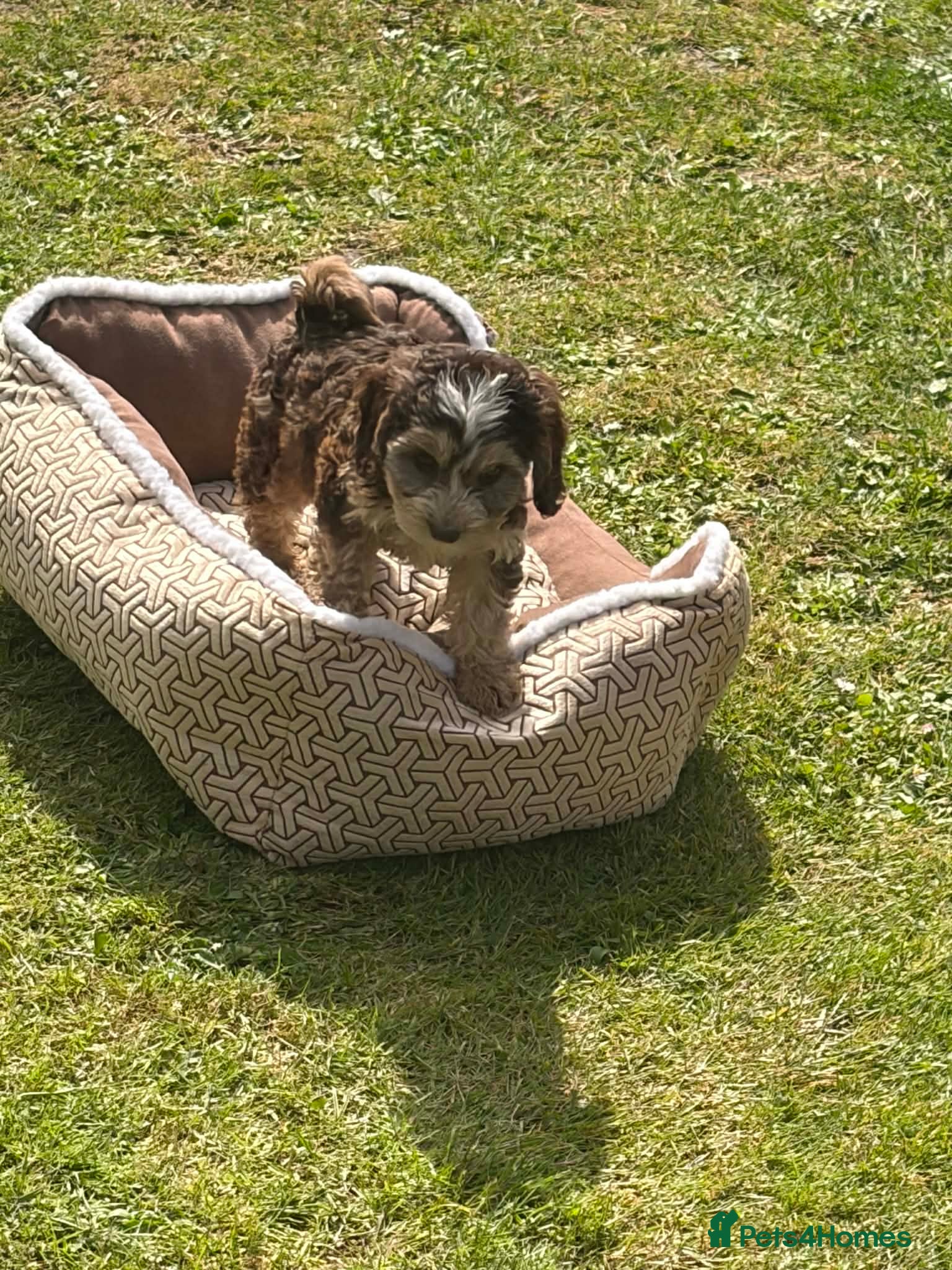 Cockapoo dogs for sale: F1 cockerpoos available  - Advert 4