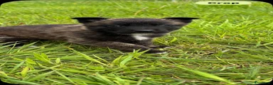 Belgian Shepherd Dog Puppy 6