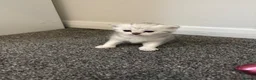 Scottish Fold cats for sale: Scottish fold kittens  in Swindon - Advert 8