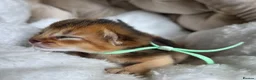 Abyssinian cats for sale: 🏆 TICA Registered Abyssinian Kittens in Chatham - Advert 8