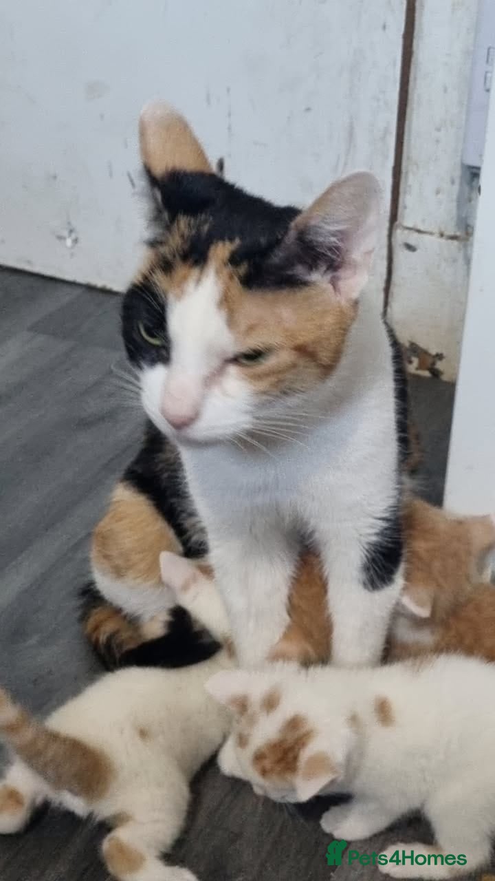 Mixed Breed cats Cute kittens  - Advert 2