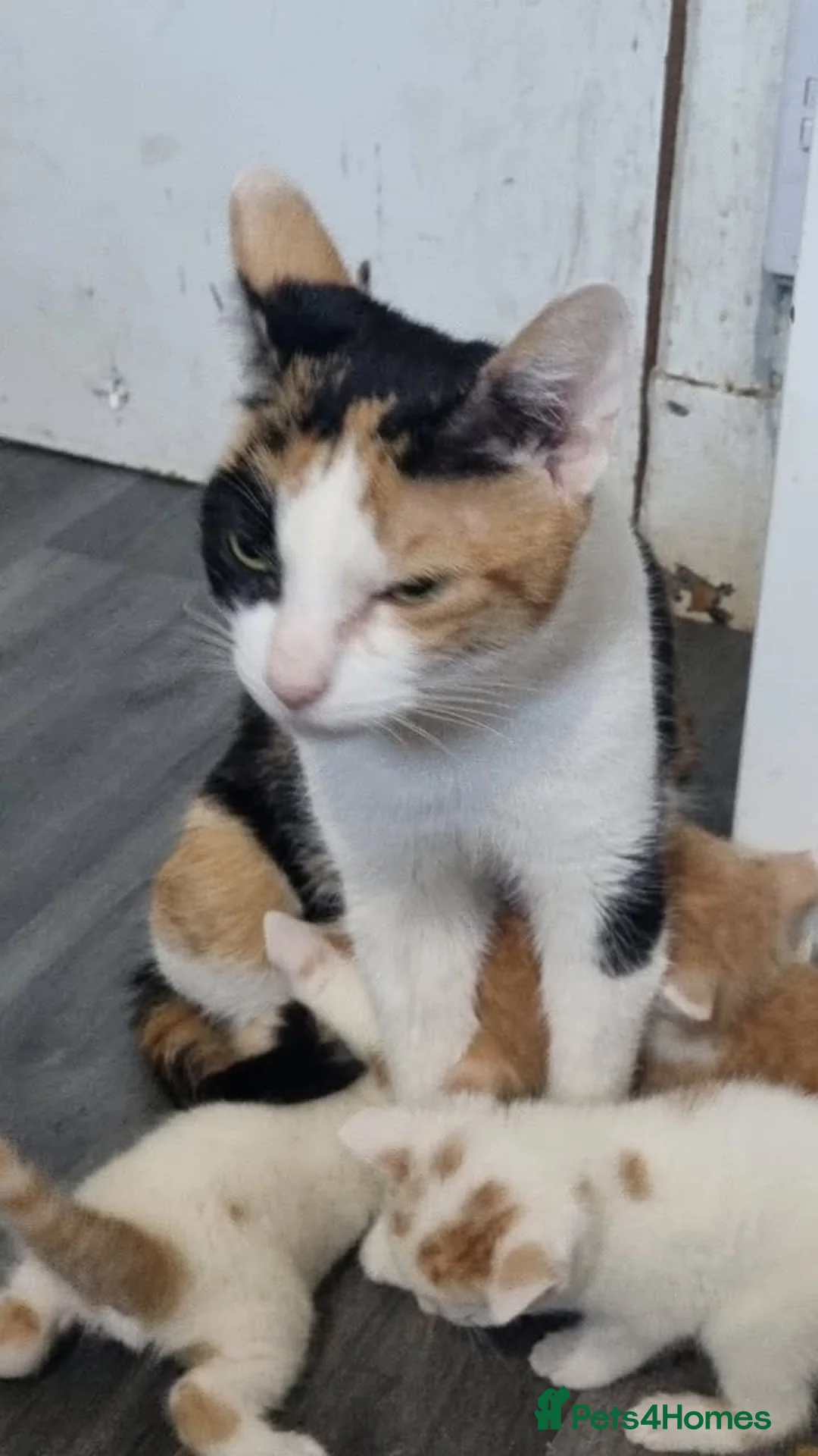 Mixed Breed cats for sale: Cute kittens  in Leicester - Advert 1