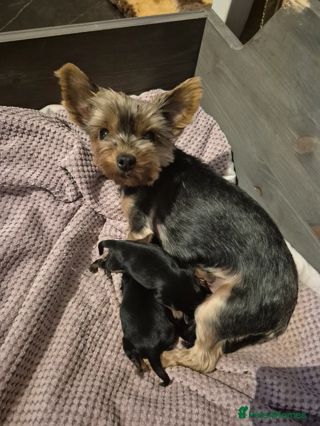 Yorkshire Terrier dogs for sale: Yorkshire terrier minature - Advert 2