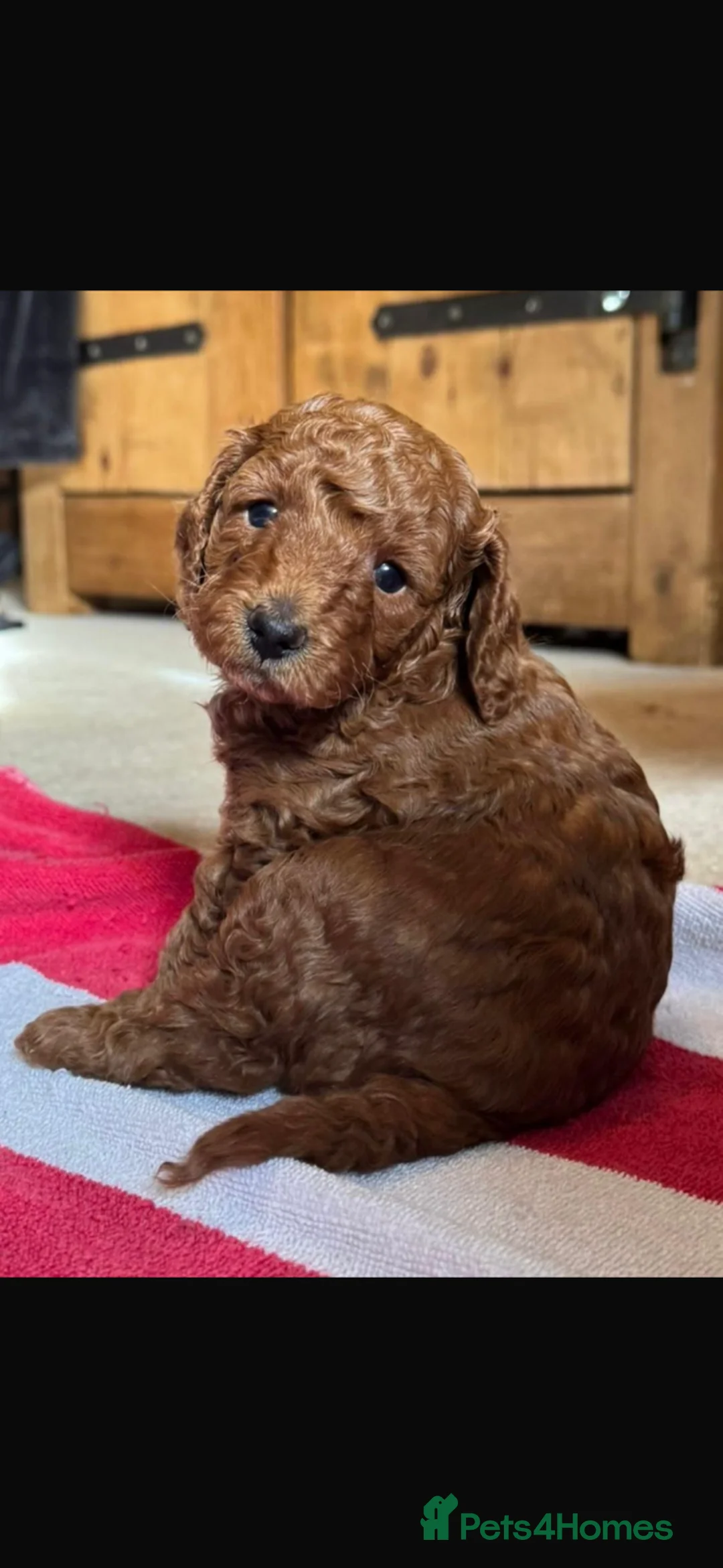 Miniature Poodle dogs for sale: Exceptional deep red mini poodles - Advert 7