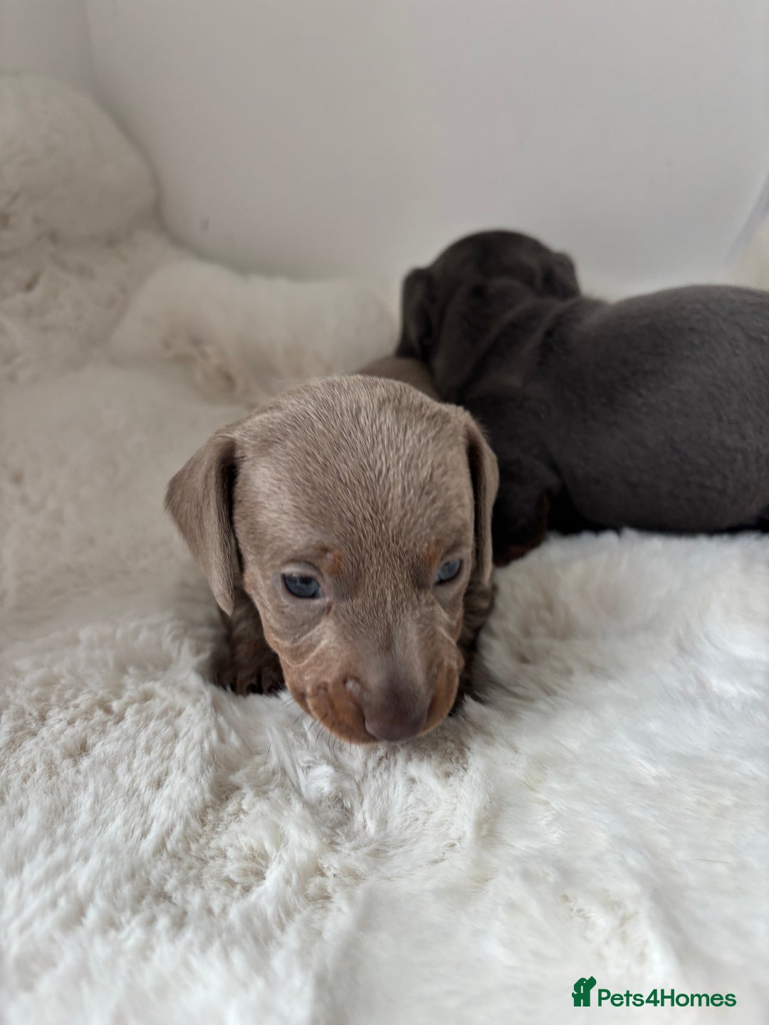 Miniature Dachshund dogs for sale: Miniature Dachshund Puppies  - Image 7