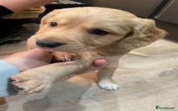 Mixed Breed dogs for sale: Cocker gold maraner - Image 7