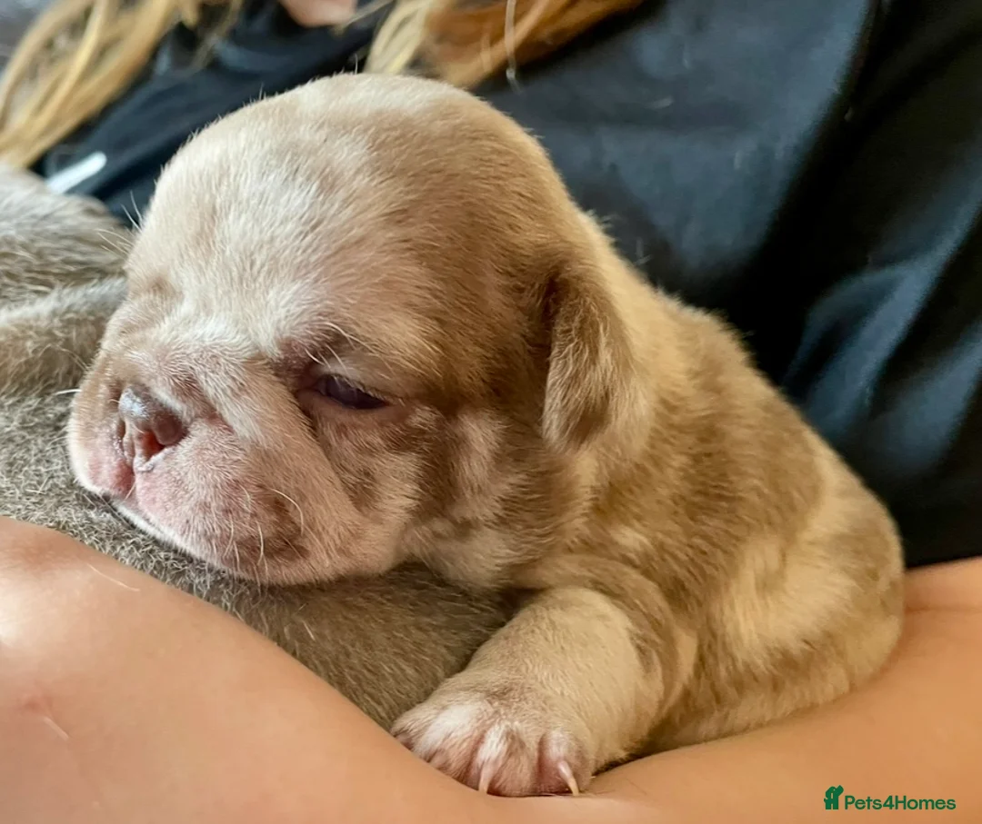 French Bulldog dogs for sale: Lilac girl 💖 Merle boy 💙 french bulldog puppies  - Advert 6