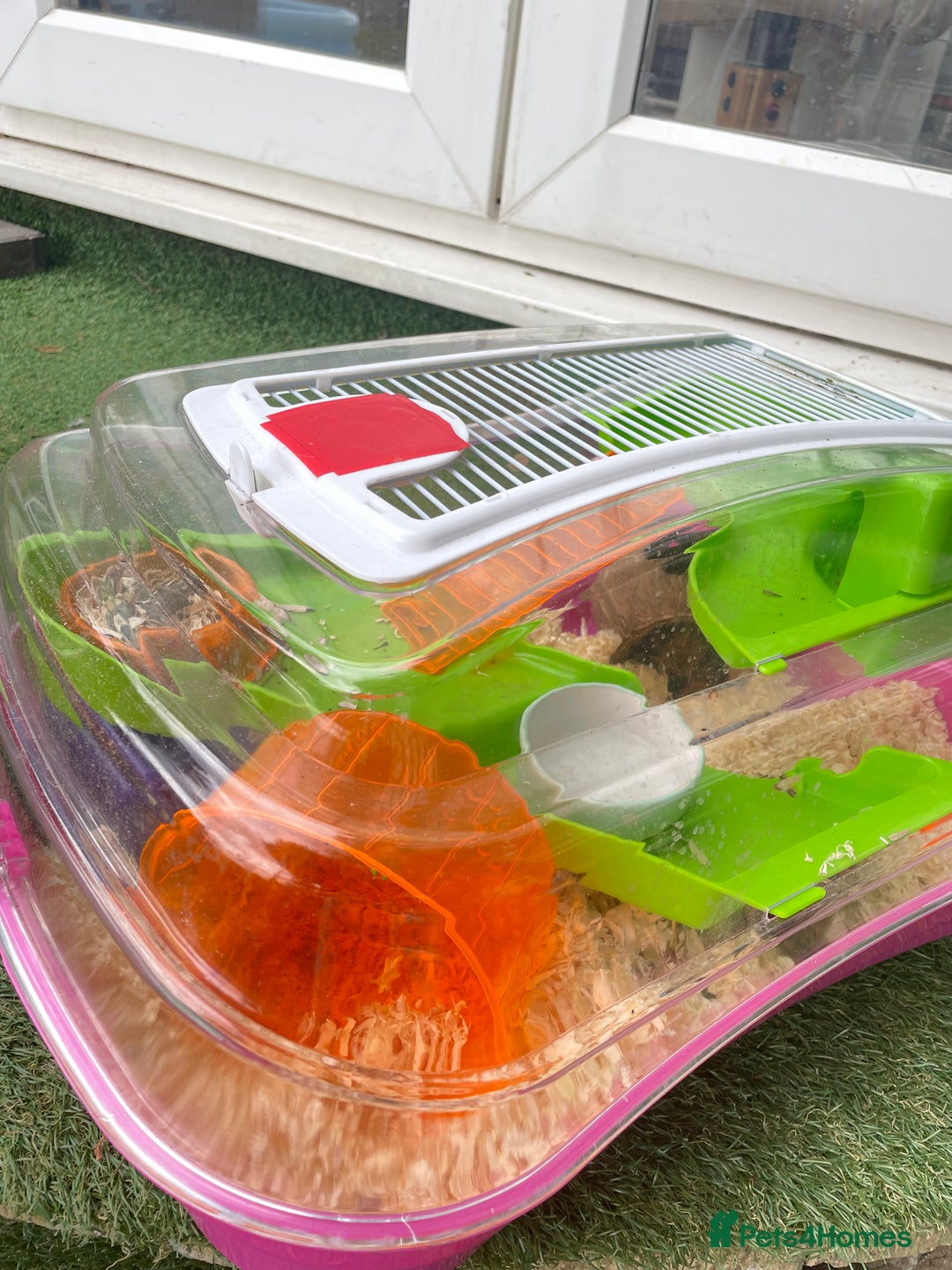 Hamster rodents for sale: Beautiful female hamster - Image 3