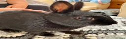 Netherland Dwarf rabbits for sale: Baby rabbits  - Advert 15
