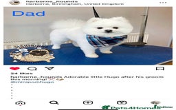 Pomeranian dogs for sale: Pomeranian - Image 5