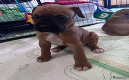 Boxer dogs for sale: 10 Boxer X Puppies - Ready 13th October - Image 5