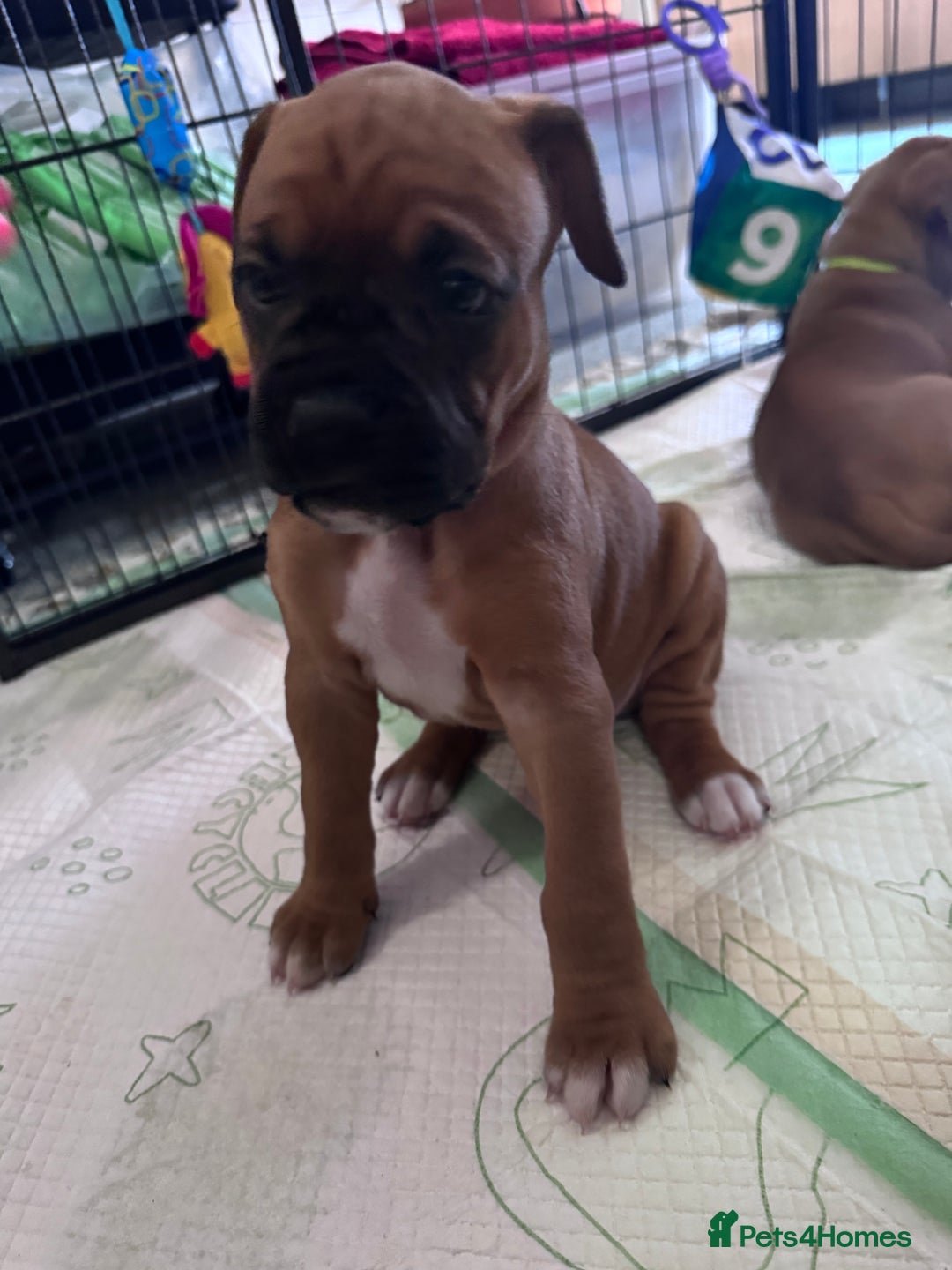 Boxer dogs for sale: 10 Boxer X Puppies - Ready 13th October - Image 5