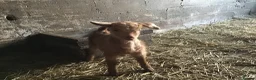 Goats livestock for sale: Pedigree Golden Guernsey goats - Advert 14