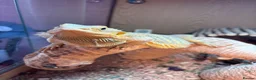 Bearded Dragon reptiles for sale: Beautiful male bearded dragon Dennis ♥️ - Advert 4