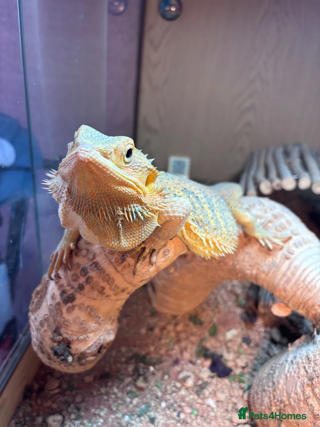 Bearded Dragon reptiles for sale: Beautiful male bearded dragon Dennis ♥️ - Advert 4