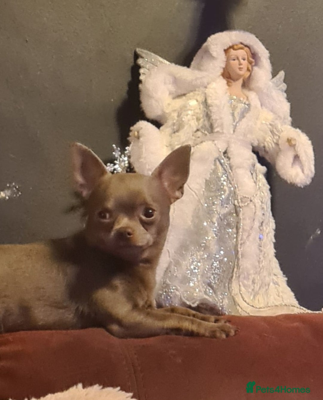 Chihuahua dogs for stud: Kc reg Lilac short coat for stud  in Bedford - Advert 3
