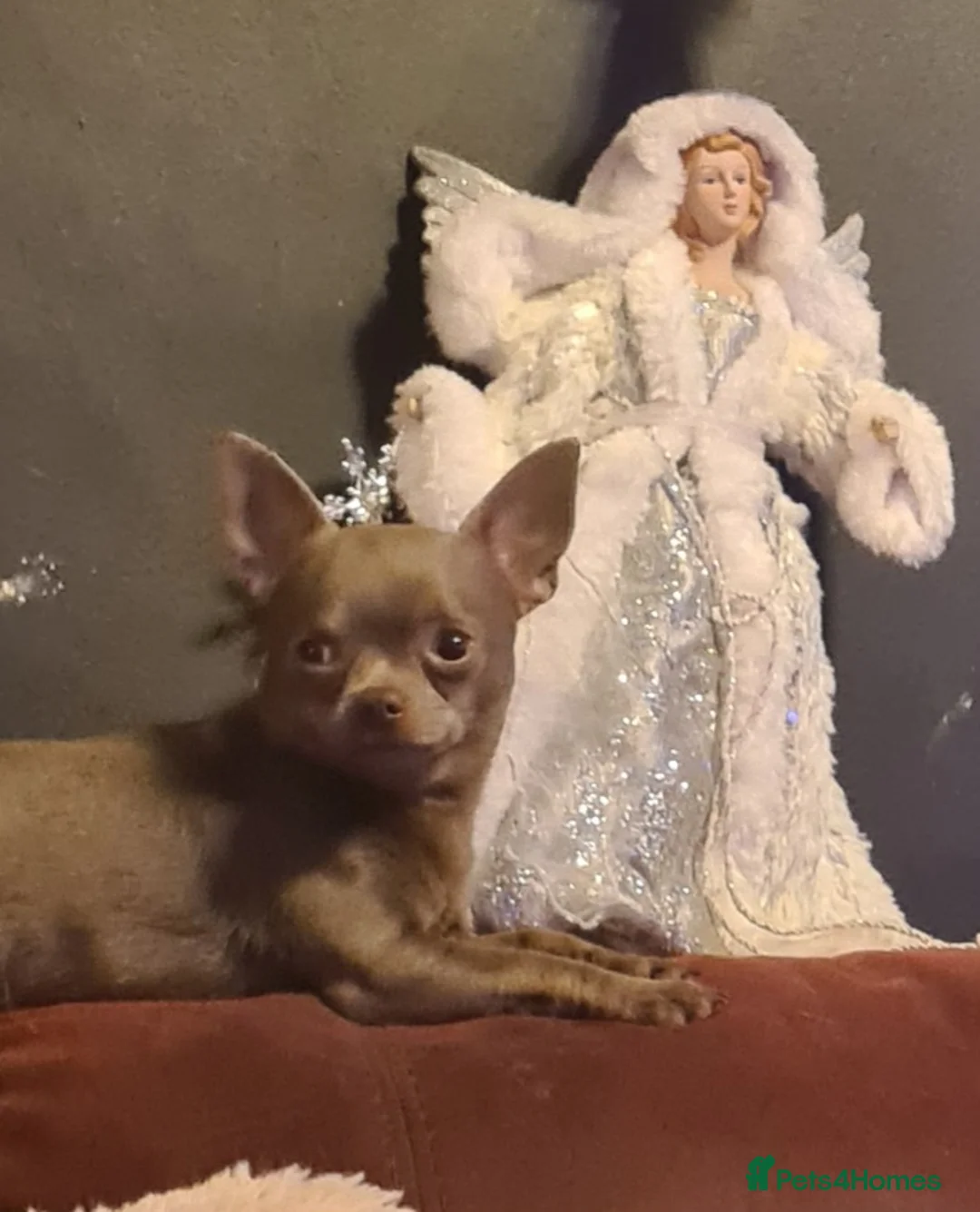Chihuahua dogs for stud: Kc reg Lilac short coat for stud  in Bedford - Advert 3