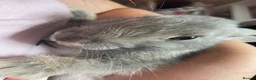 Mixed Breed rabbits for sale: Baby Rex cross mini lop rabbits in Winkleigh - Advert 4