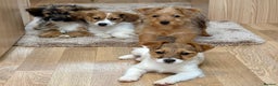 Jack Russell dogs for sale: Jack Russell Puppies… - Advert 10