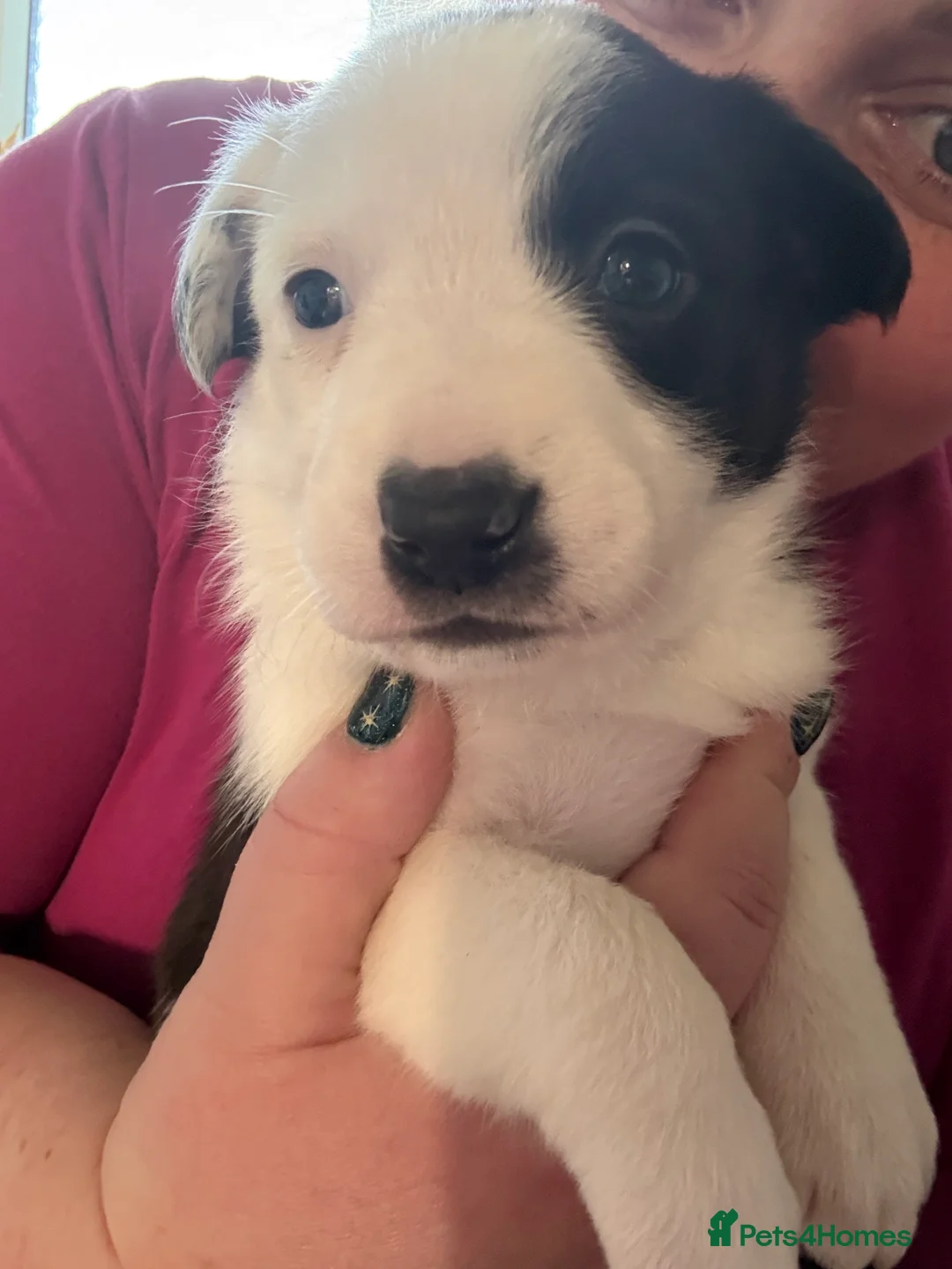 Border Collie dogs for sale: Border collie puppies seeking working/active homes - Advert 16