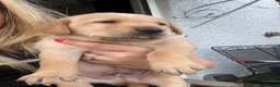 Labrador Retriever dogs for sale: Labrador puppies for sale 3 females left  - Advert 3