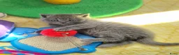 British Shorthair cats for sale: Full vaccination&Register GCCF BSH kittens 💝💙 - Advert 5