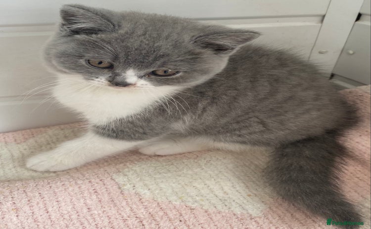 British Shorthair cats - Advert 7