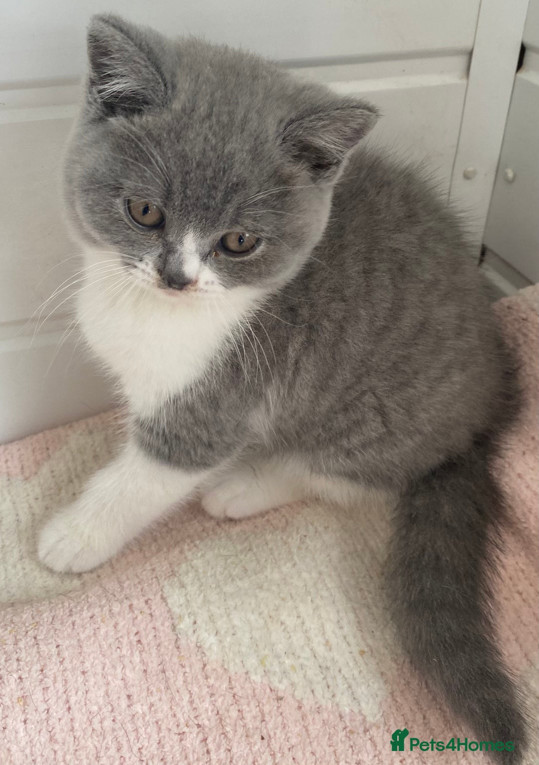 British Shorthair cats for sale: British Shorthair kittens  - Image 1