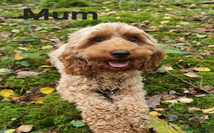 Cavapoo dogs - Advert 5