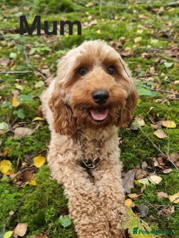Cavapoo dogs - Advert 5