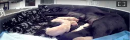 Labrador Retriever dogs for sale: Labrador retrievers  in Chesterfield - Advert 8