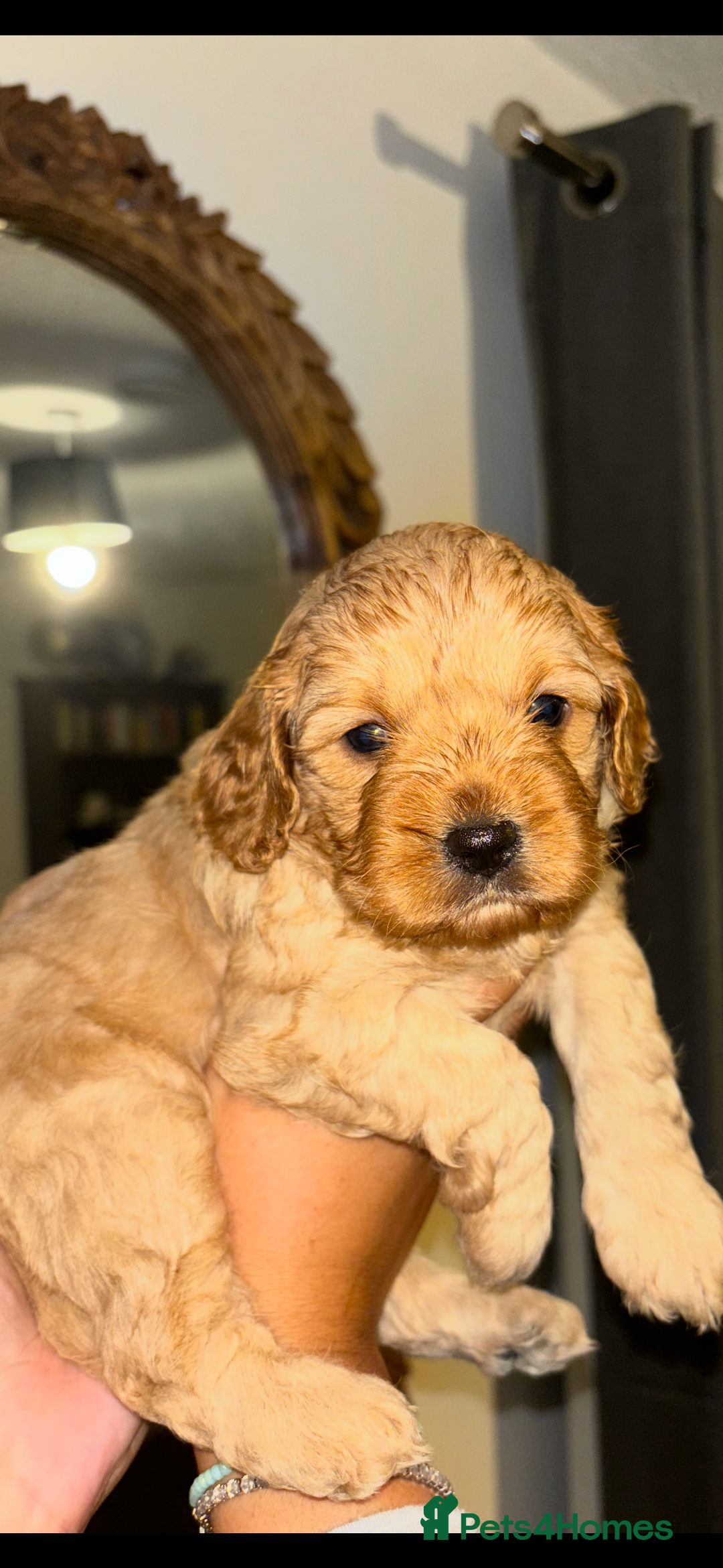 Cavapoo dogs for sale: 6 gorgeous extensively health tested cavapoo’s - Image 4