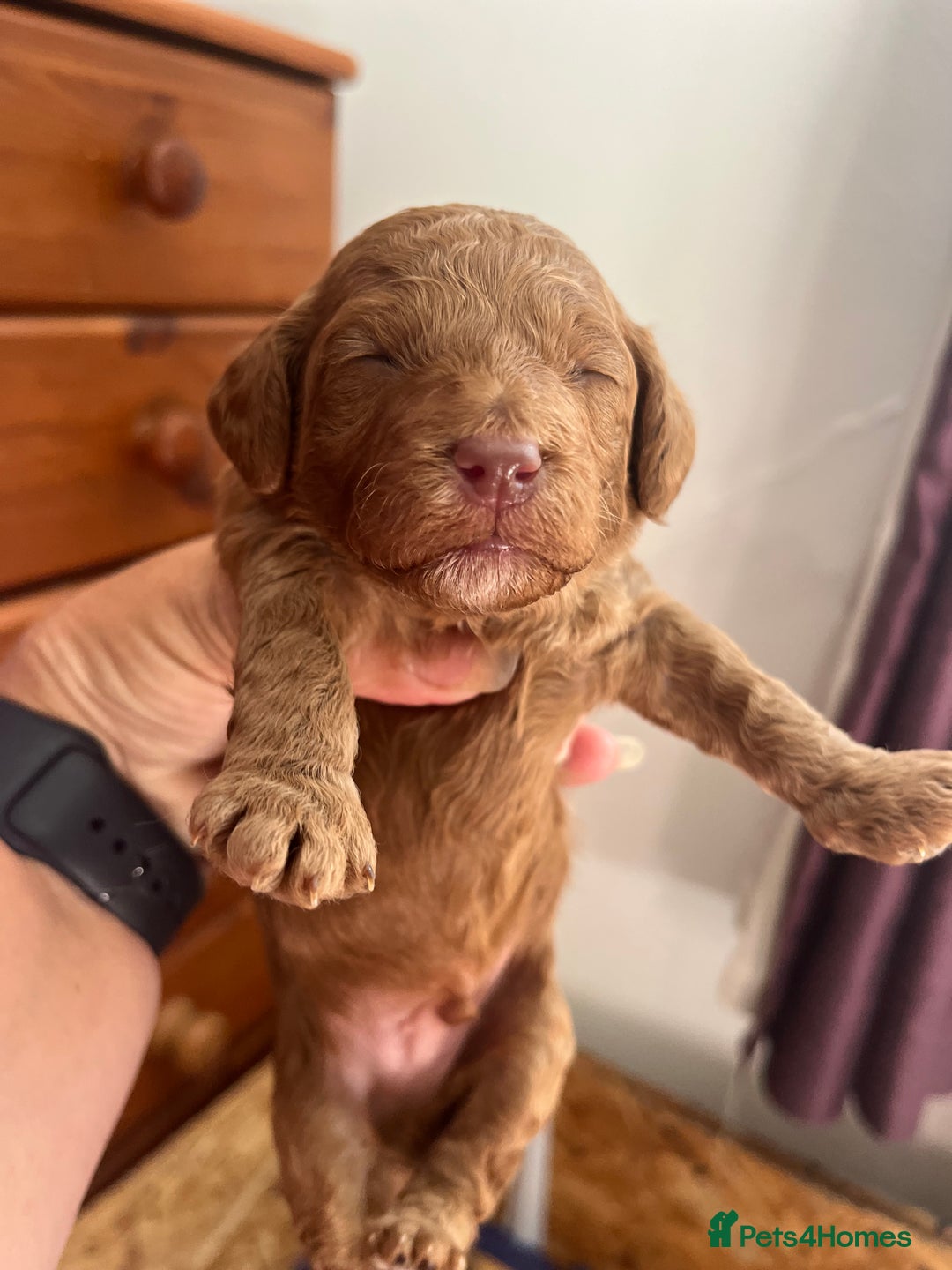 Cockapoo dogs for sale: Gorgeous F1b fox red cockapoo puppies  - Image 13
