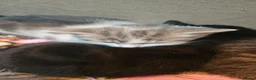 Mixed Breed cats for sale: 4 kittens in Accrington - Advert 8