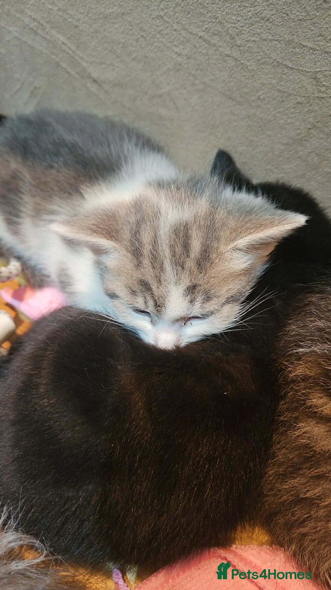 Mixed Breed cats for sale: 4 kittens in Accrington - Advert 8