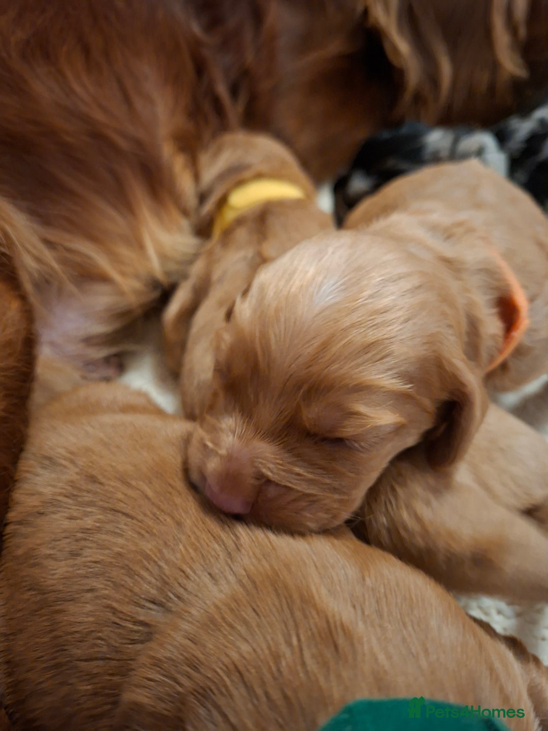 Cocker Spaniel dogs for sale: Cocker spaniel pups - Advert 8