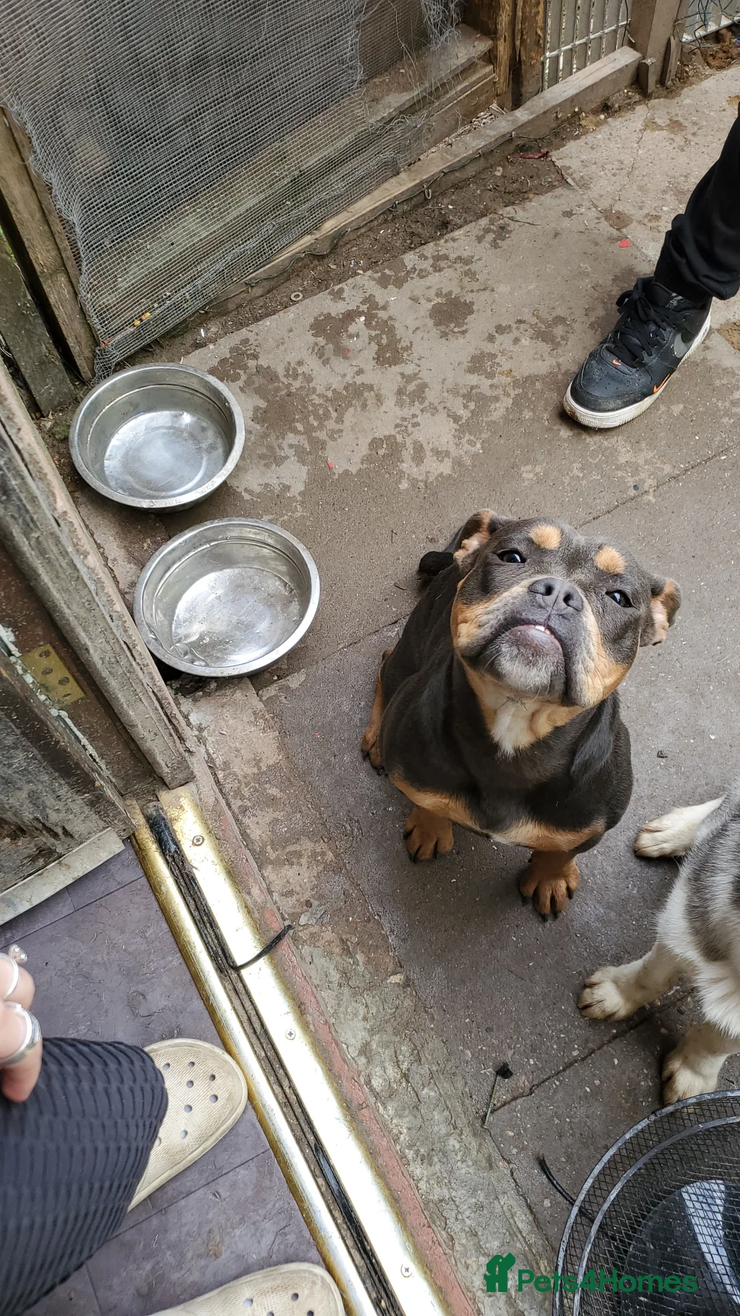 Olde English Bulldogge dogs for sale: Olde english bulldog  in Walsall - Advert 1